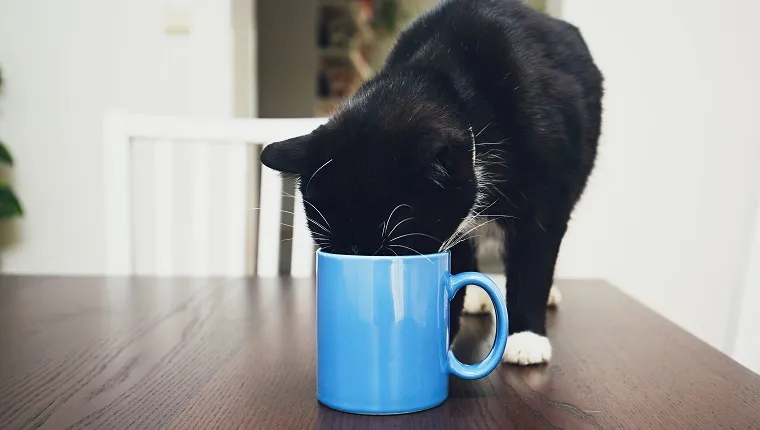 Domestic life with pets. Curious cat on the table drinking from mug.