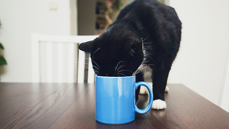 Domestic life with pets. Curious cat on the table drinking from mug.