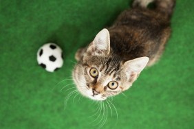 gray tabby kitten beside soccer ball, looking upwards, view from abvoe, green background