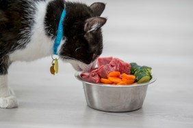 A cute cat is indoors in a kitchen. It is sniffing a bowl of food that has carrots, cucumbers and meat it in.