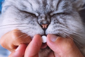 Owner giving a pill or tablet to his sick cat. Medicines for animals. Anthelmintic for pets. High quality photo
