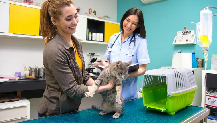 Veterinarian examining beautiful gray cat in animal hospital.