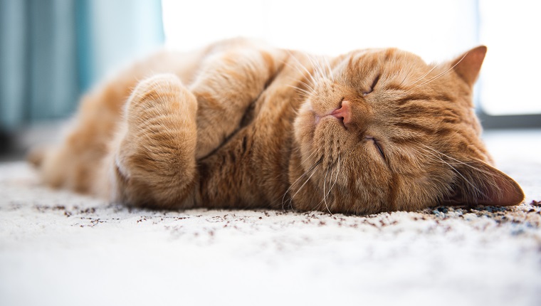 Fat ginger cat is sleeping on a carpet