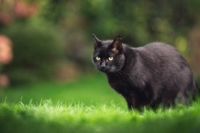 black domestic shorthair cat with ear notch standing on meadow with plants in the background