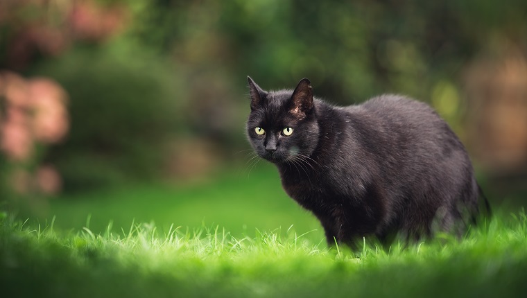 black domestic shorthair cat with ear notch standing on meadow with plants in the background