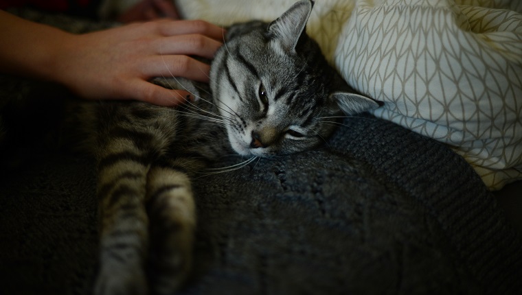 a person stroking a cat, laying on a bed