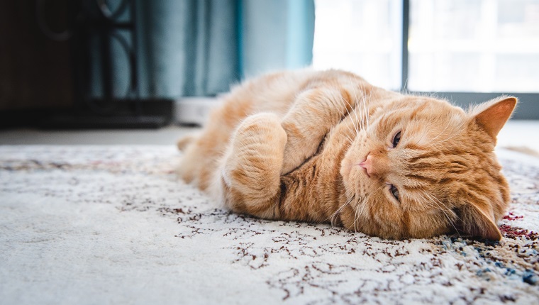 Fat ginger Cat lying down on carpet with annoyed expression