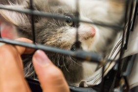 Portrait of one grey and white calico kitten playing in cage waiting for adoption