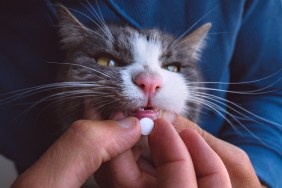 Close up of man giving a pill to sick cat. Sick cat receiving a medication in a pill. Tablets for pets. Meds for animals. Anthelmintic for pets. High quality photo