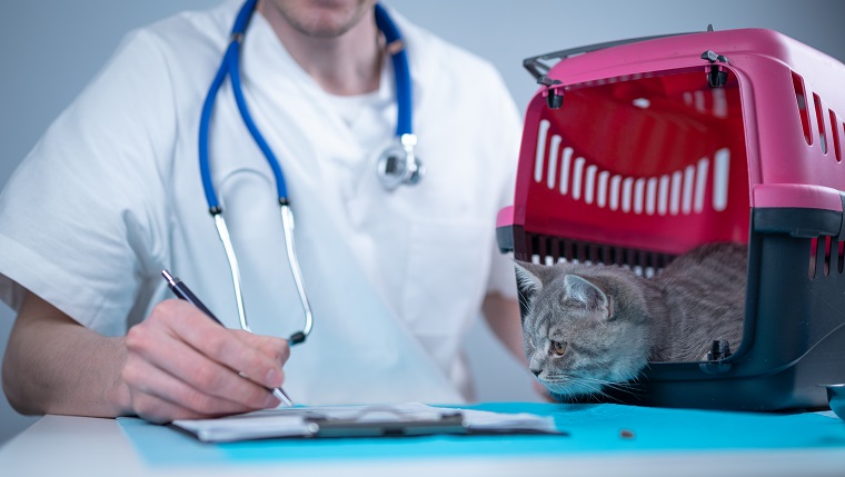 Tabby cute cat Scottish Straight breed on visit to vet doctor at animal hospital. Happy european veterinarian with clipboard in clinic next to pet carrier at examination table. Veterinary practice.