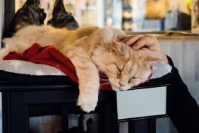 Ginger thoroughbred cat lying on a couch in a cat cafe. Male hand stroking a pet