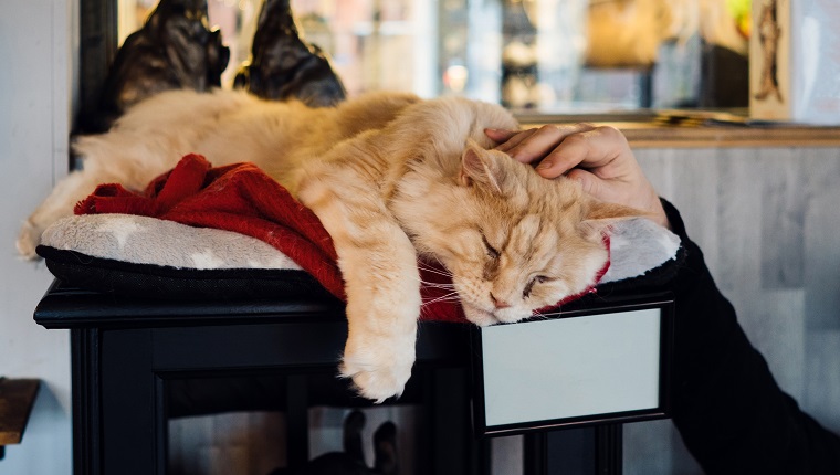 Ginger thoroughbred cat lying on a couch in a cat cafe. Male hand stroking a pet