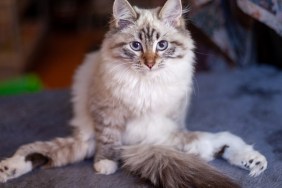 Disabled kitten with sore paws. Siberian masquerade.