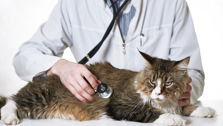Doctor Listens to a Cat with a Stethoscope