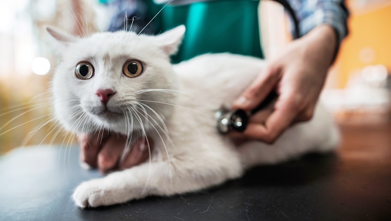 Frightened cat being examined by unrecognizable veterinarian.