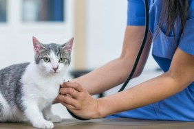 An Asian veterinarian is indoors in a vet clinic. She is wearing medical clothing. She is checking the heartbeat of a cat using a stethoscope.