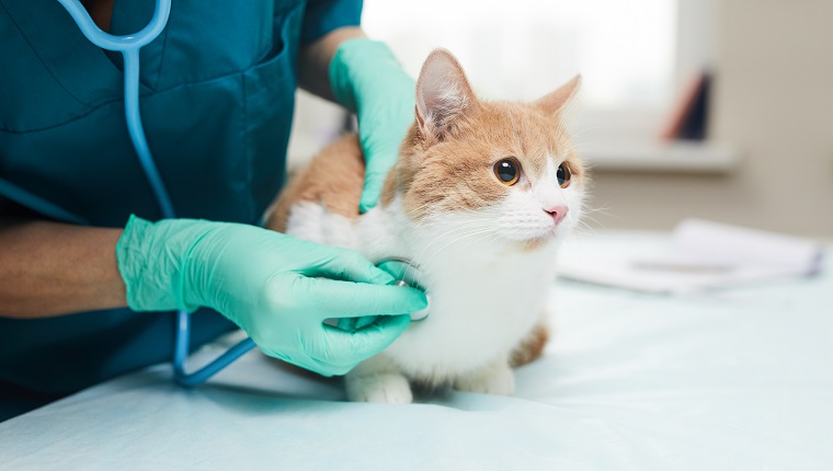 Close-up of female vet in protective gloves examining the pet with stethoscope in vet clinic