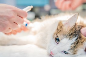 anesthetic cat injection before surgery in ceterinar clinic.