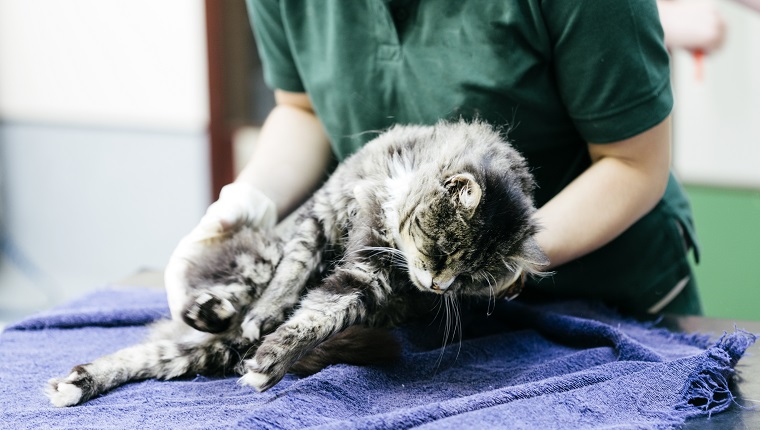 A Veterinary Nurse caring for a cat in a Veterinary Hospital. It is suspected to have been hit by a car. The cat is under anaesthetic.
