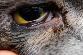 British shorthair cat breed with entropion