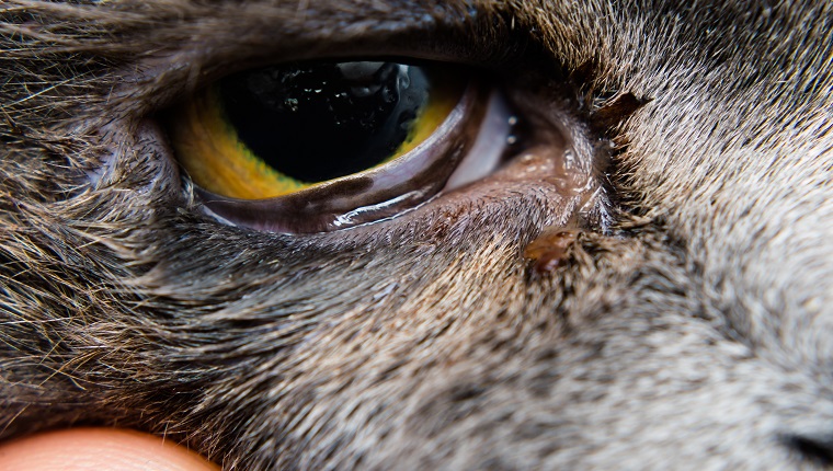British shorthair cat breed with entropion