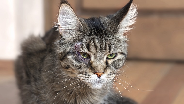 Close up portrait of cat maine coon breed, with surgery on the eye, entropion. Recovery process, good result. Big and fluffy domestic kitten, with green eyes. Indoors, copy space.