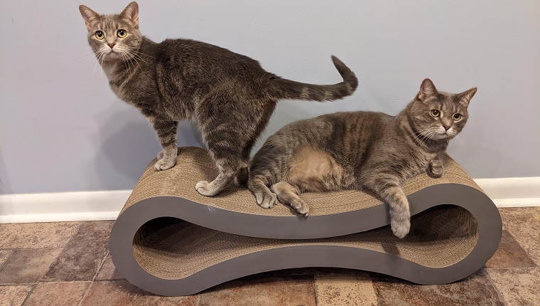 Ultimate cat scratcher store lounge