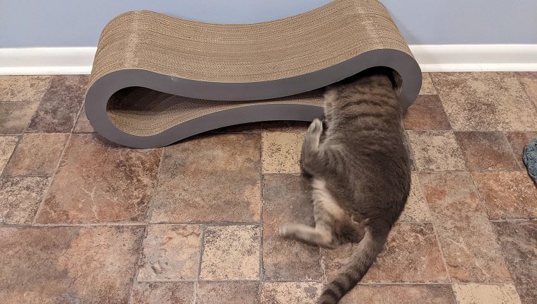 cat plays on cat lounge
