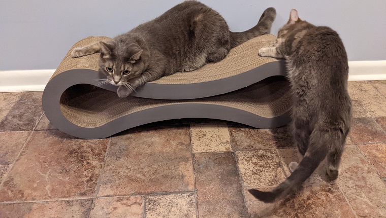 Petfusion ultimate clearance cat scratcher