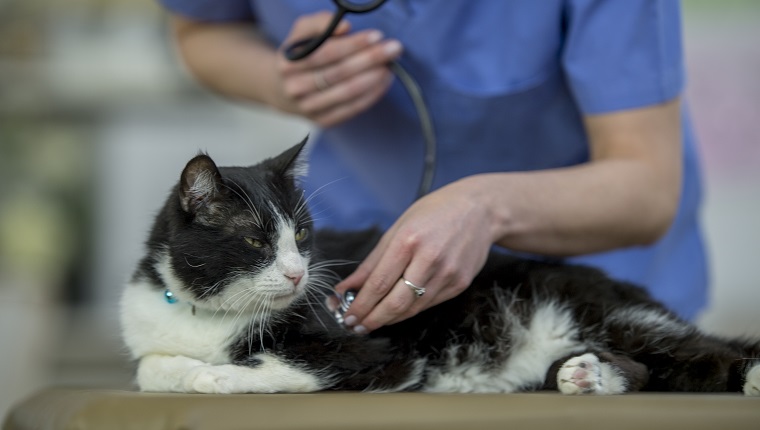 A cat is laying indoors in a vet's office. The vet is leaning over the cat and checking its heart rate with a stethoscope.