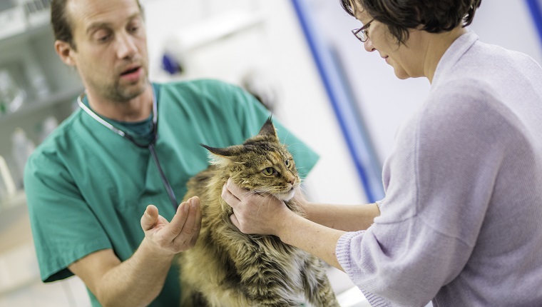 Veterinarian talking to pet owner while they are looking and examining her cat.