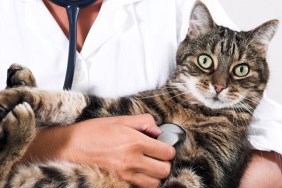 Closeup of a cat getting checked by doctor with stethoscope