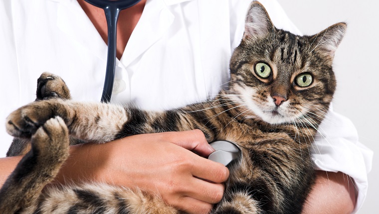 Closeup of a cat getting checked by doctor with stethoscope