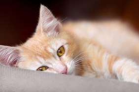 Cute little red kitten are laying on a pillow and loking at camera, pet at home.