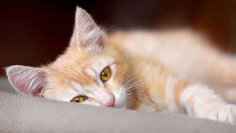 Cute little red kitten are laying on a pillow and loking at camera, pet at home.