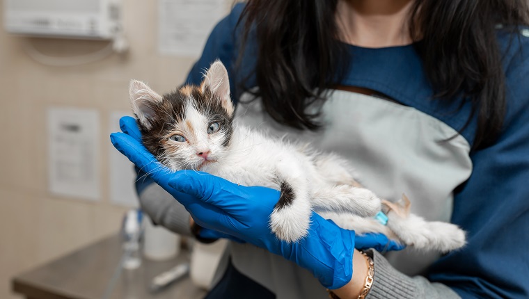 Female veterinarian hold in hand illness kitten.