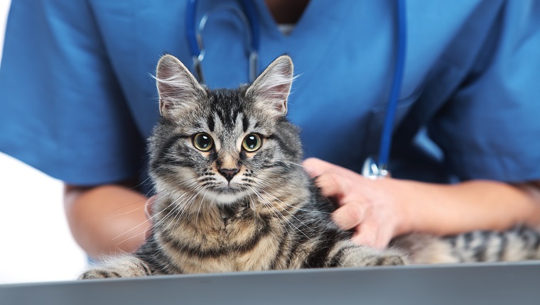 Close up shot of veterinarian making a checkup of a cute beautiful cat
