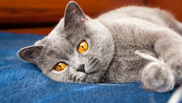 Pensive cat lying on the couch, British Shorthair blue color with orange eyes