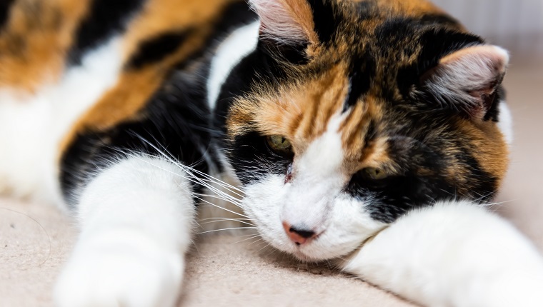 Macro closeup of cute sad depressed sleepy calico cat with open eyes lying down on carpet floor ground level view with acne on nose adult senior animal