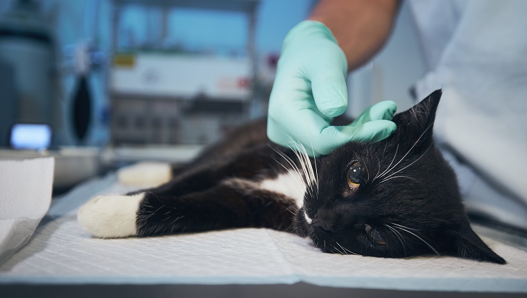 Treating anemia in outlet cats with kidney disease