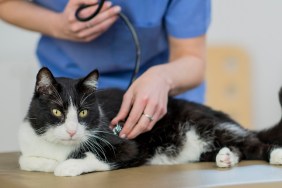A Caucasian female veterinarian is indoors at a clinic. She is wearing medical clothing. She is looking after a cute cat lying on a table. She is checking its heartbeat with a stethoscope.