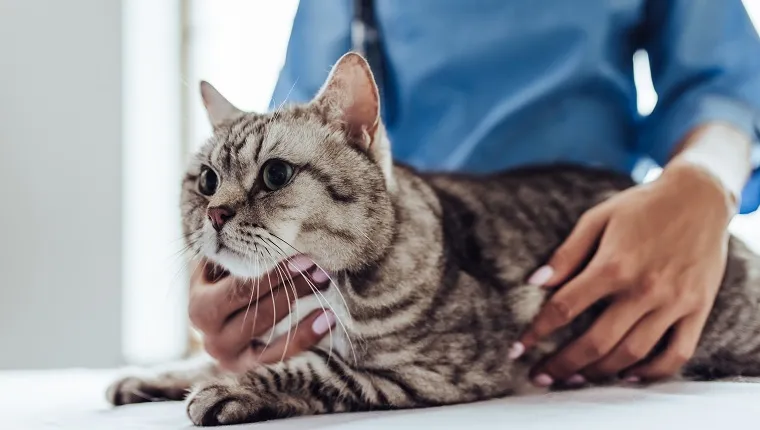 Cropped image of beautiful female doctor veterinarian with stethoscope is examining cute grey cat at vet clinic.