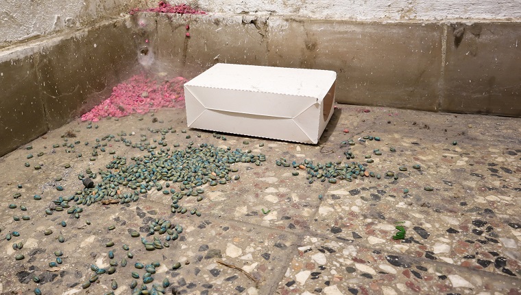 rat poison and white box on the basement floor Poison for control rats   of residential building
