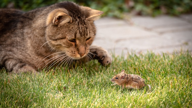 Wild cat plays with captured mouse on green grass.