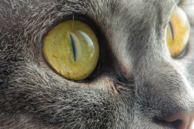 Big scottish cat with large open-eyed look at text. Scottish short-hair devious cat with yellow eyes. Gray marble color cat makes surprised face. Isolated cat face