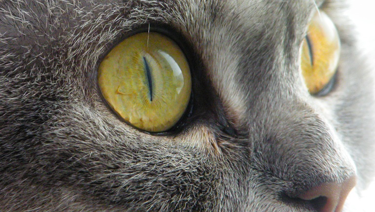 Big scottish cat with large open-eyed look at text. Scottish short-hair devious cat with yellow eyes. Gray marble color cat makes surprised face. Isolated cat face