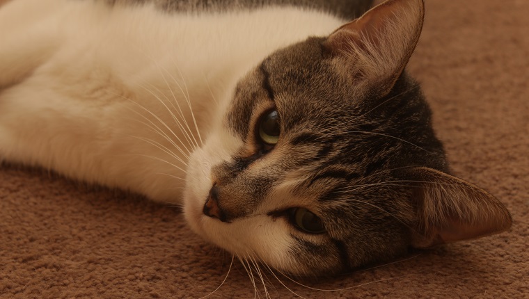 A cat laying on the floor. He's looking up into the camera.