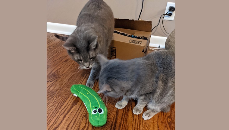 cats investigate the wiggle pickle