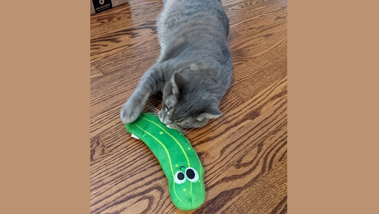 cat plays with wiggle pickle