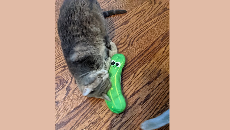 cat with wiggle pickle